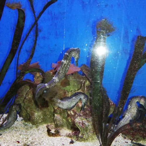 2022-05-Aquarium-002