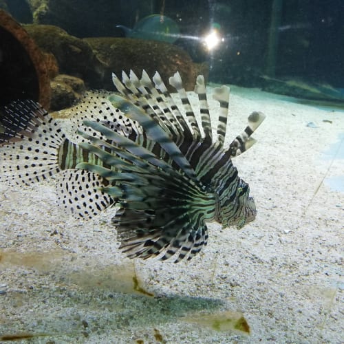 2022-05-Aquarium-003