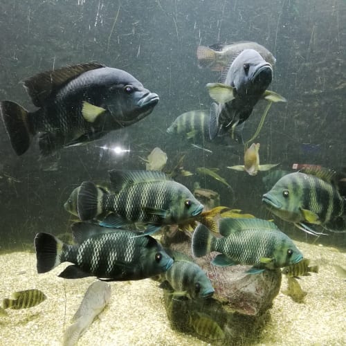 2022-05-Aquarium-004