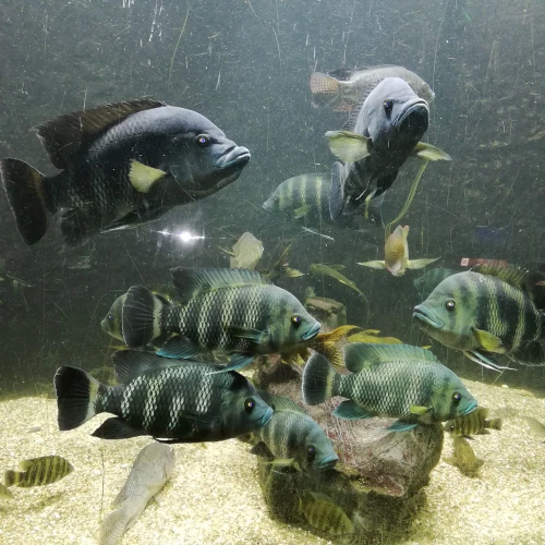 2022-05-Aquarium-004