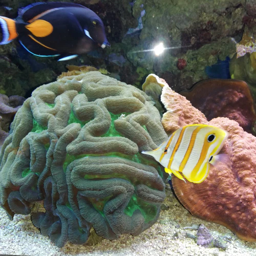 2022-05-Aquarium-005